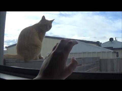 ASMR Cat Tapping Tingles