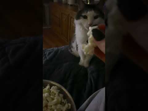 #SHORTS | My Cat Tries to SNEAK Some Popcorn 🙄