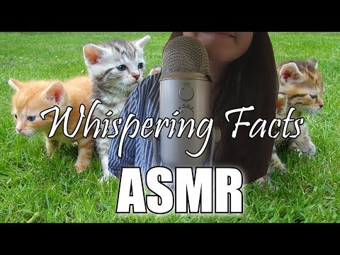 ASMR - Fakten geflüstert über Katzen - Whispering facts about cats - german/deutsch