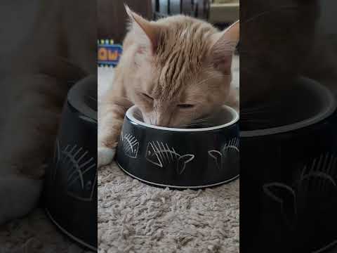 This Cat Loves To Eat...asmr Cat Eating