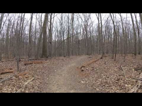 ASMR Hiking Binaural Quiet Crunchy Path with Endless Trees (Part 1)