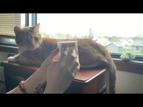 Slow Tapping on Wood and Random Objects ASMR ft. Rain and Axl the Cat (No Talking 🤐)
