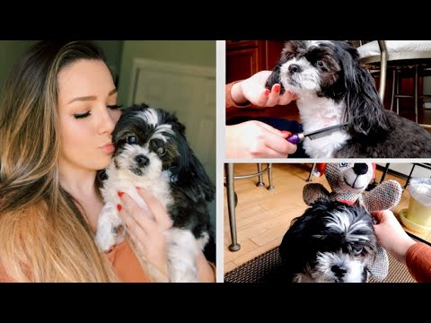 ASMR - A Day In the Life of My Dog (Yes, Really)
