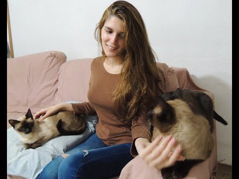 Siendo Cazada por Mis Gatos | ASMR