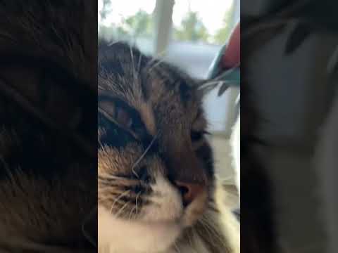 boop boop 😻 #catvideos #relaxingvideos #asmr #animalshorts #shortvideos #cat