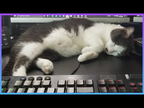 ASMR But It's My Cat Being Adorable (BLOOPERS)