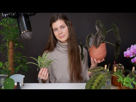 ASMR | plant care met weetjes & tips 🪴 🌱 (Vlaams fluisteren) rustgevende geluiden