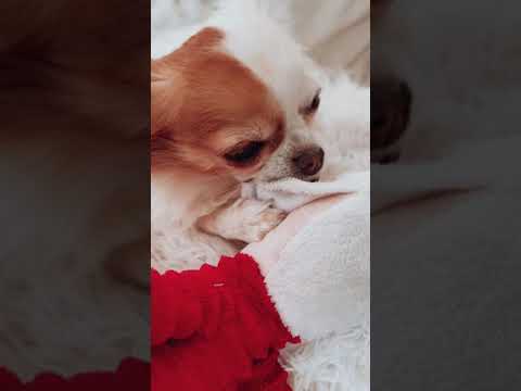 ASMR Dog | Little Chihuahua Suckling On Toy Santa #shorts