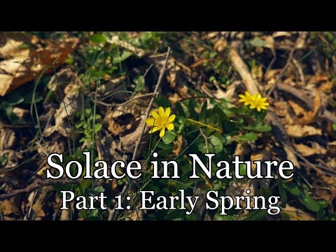 Solace in Nature Part 1: Early Spring (Woodland Ambience, Bird Sounds)