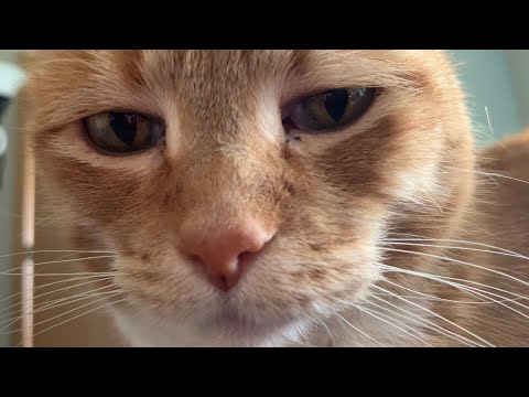 Short Video of My Cat Purring (ASMR)