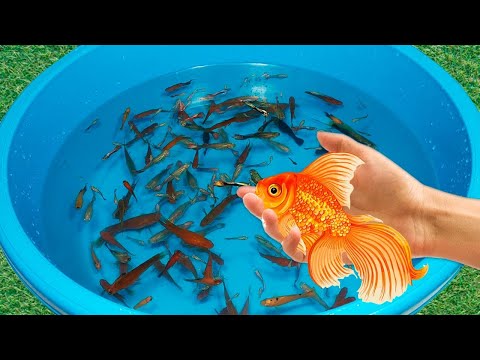 Tiger Barb Betta Ram Cichlid Guppy Koi Carp Fish PingPong Pearl Scale Goldfish Catfish animals Video