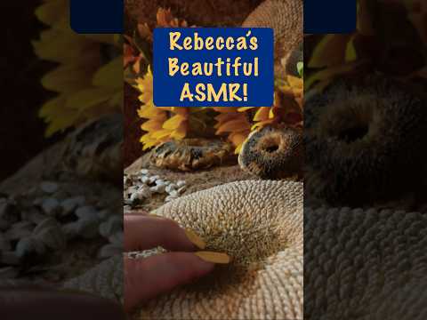 ASMR Sunflower seeds! Full version available 10/5/23, Thursday!