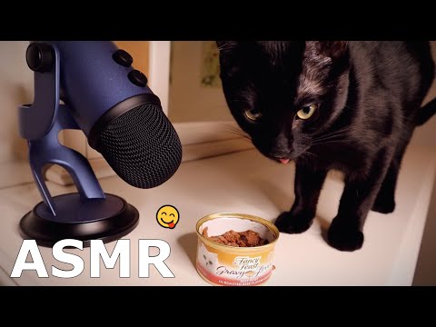 Kitty Eating Her Yummy Food - ASMR