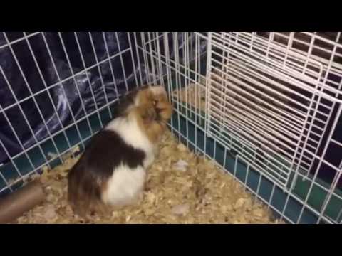 Hi Guinea pig community on YouTube