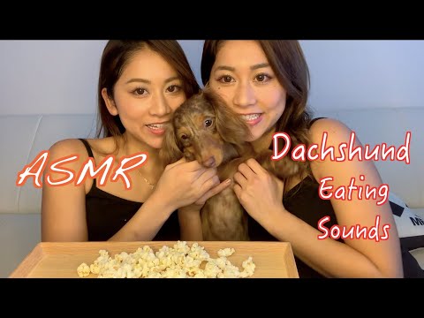 【ASMR】ミニチュアダックスのチッチ【咀嚼音】Eating sounds by Dog 【音フェチ】