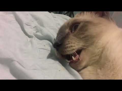 Mr. Cat  Siamese Kitten Up Close & Cute Face 🐱 Vlogging Video [NOT ASMR]