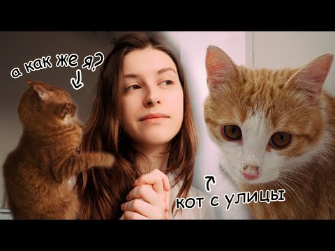 ВЗЯЛИ КОТА С УЛИЦЫ / как приютить кота