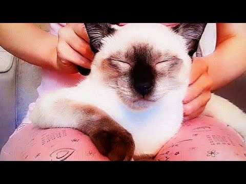 ASMR With My Cat 🐈 (Massaging, Purring, Brushing)