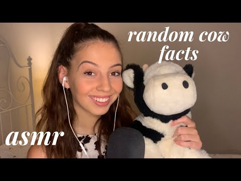 ASMR - random facts about cows (& some cuddly toy stroking)