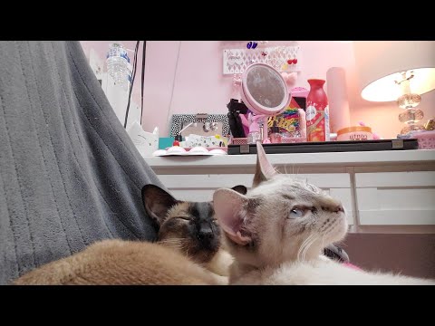 ASMR Cat Pampering, Petting, & Purring 😻