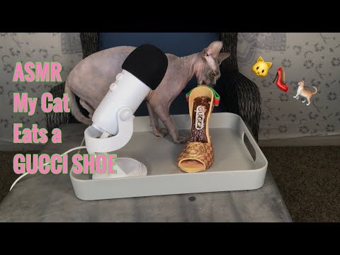 [ASMR] My Cat Eats A GUCCI Shoe...