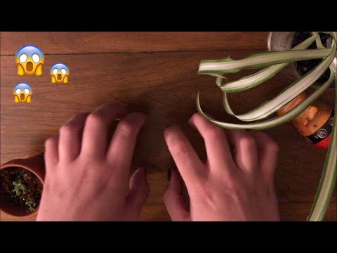 WOODEN TABLE TAPPING asmr