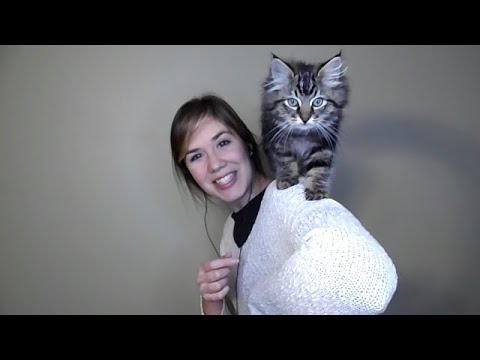 ASMR - Meet My New Kitten