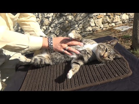 My Cat Massage | Simple Pet Relaxing Therapy