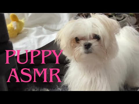 A Little Puppy ASMR! | Simple Commands, Eating Treats