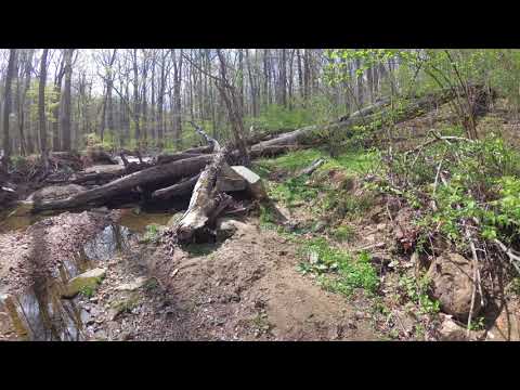 ASMR Hiking Binaural Springtime Hike, Birds Chirping, Running Creek (Full Video)