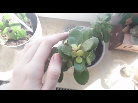 ASMR say hello to my plants🌿🌸 (cleaning & water spraying)
