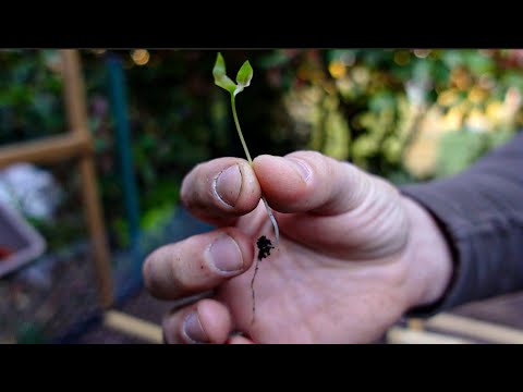 #ASMR | ON FABRIQUE MON PREMIER JARDIN