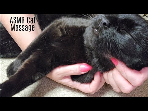 ASMR Cat Massage With Purring(Lo-fi)