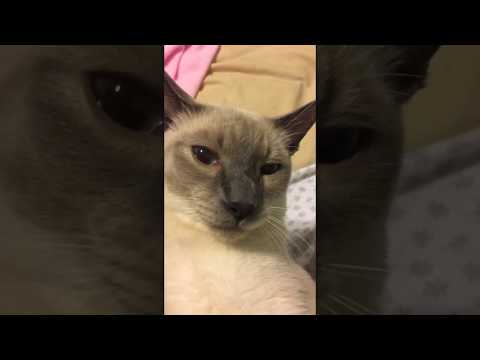 Mr. Cat  Blue Point Siamese Cat ~ Blue Eyes He is so Handsome