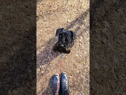 Walking my mini schnauzer🥰  #dog #doglover #asmrwalking #minischnauzer