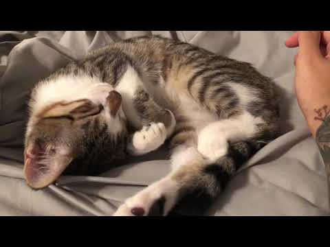 ASMR Petting a Sleepy Kitty