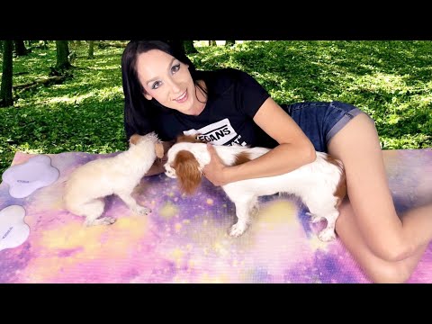 ASMR - Puppy Play | Dog Sounds