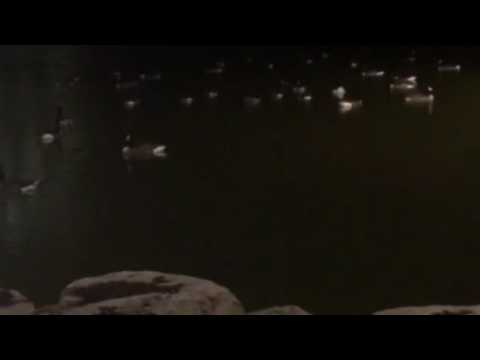 Canadian Geese  On Water At Night ( Relaxation & Stress Relief Video)