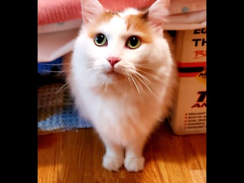 Vlog 😺 My Mom's Big Fluffy New Cat 😺