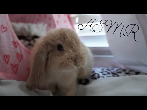 ASMR Meet My Bunny🐰🐇 + Tapping, Scratching and Lots of whispers!
