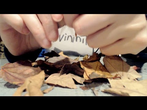 [ASMR] Binaural Sounds of Crunchy Dried Autumn Leaves