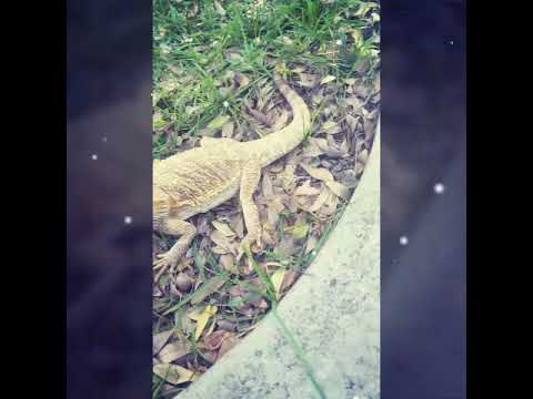 (ASMR)nature walk~with my petl lizard~♡!