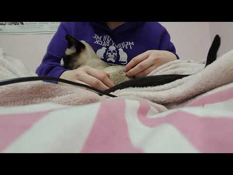Cat pampering and rambling ASMR