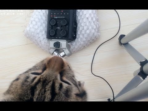 ASMR Cat Mic Touching & Tapping 一只猫做的ASMR触发音，咳咳，你爽到了吗