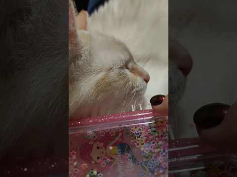 relaxing cat brushing
