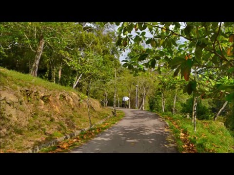 {ASMR} - 3D Nature Sounds In A Park (Bukit Padang)