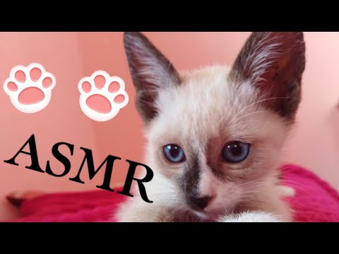 Hago ASMR con mi gatito (eating sounds, cat purr)/ ronroneo relajante ♥️/asmr en español