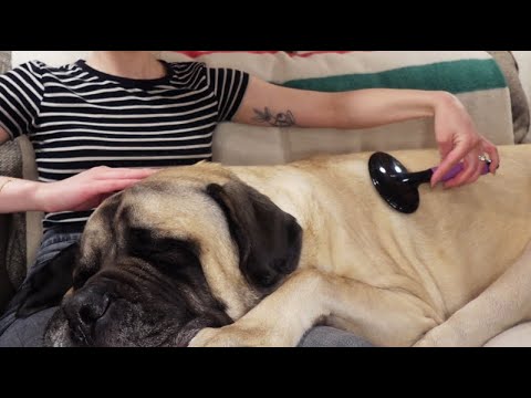 ASMR Rambling with my Snoring Mastiff ✨ | Whispered | Brushing | Tapping