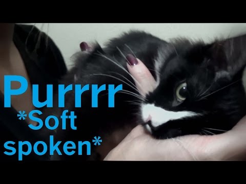 ASMR meet my new kitten! *soft spoken, purring, crinkles, massage*