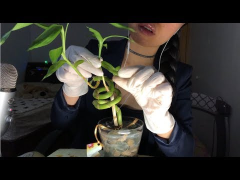 ASMR A LIL LOVE GOES A LONG WAY! CLEANING + REVIVING a Depressed Bamboo Plant (Latex Gloves, WATER)